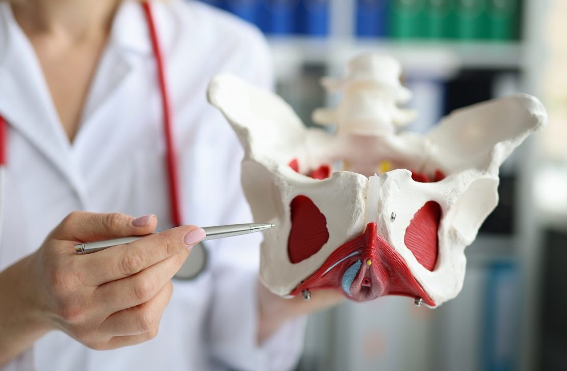 Bone of a pelvis held by a doctor