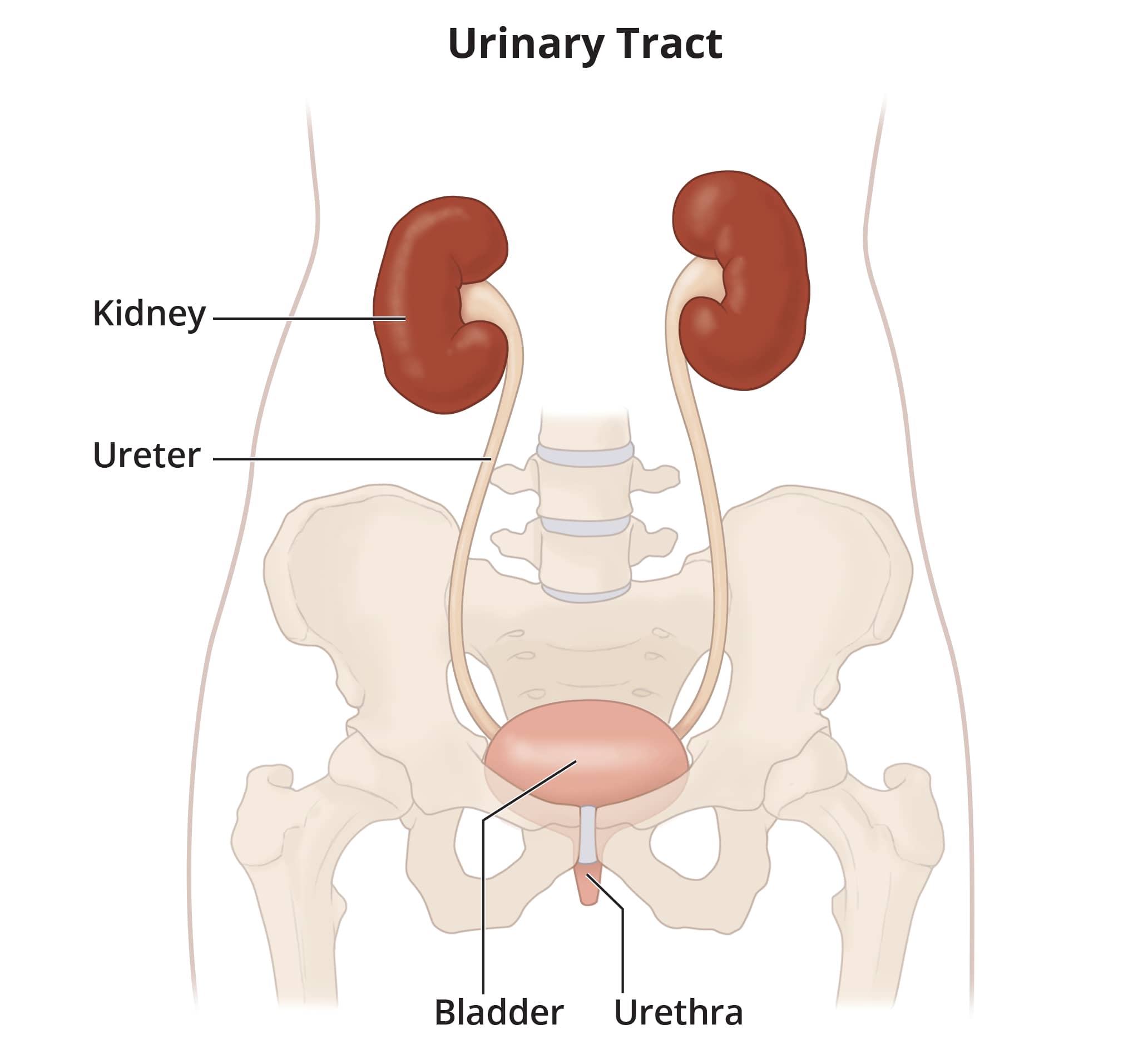 Urinary tract chart